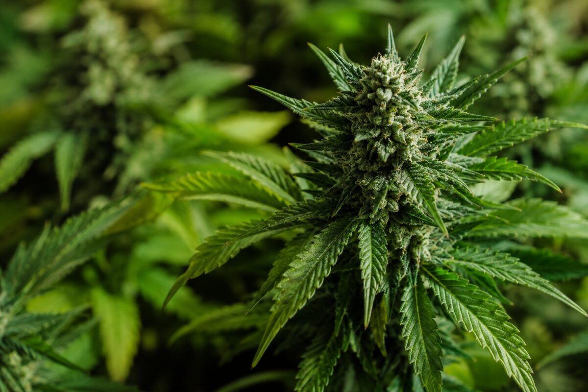 Najmocniejszy kannabinoid thc p