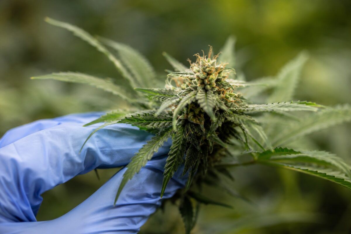 Thc realistyczne zdjecie